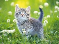 Kittens Jigsaw Puzzle Online