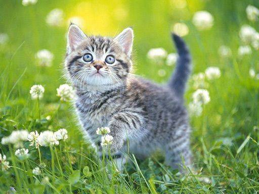 Kitten Puzzle Collection